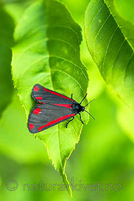 BB 13 0512 / Tyria jacobaeae / Karminspinner